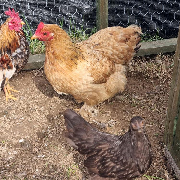 Some of my chickens