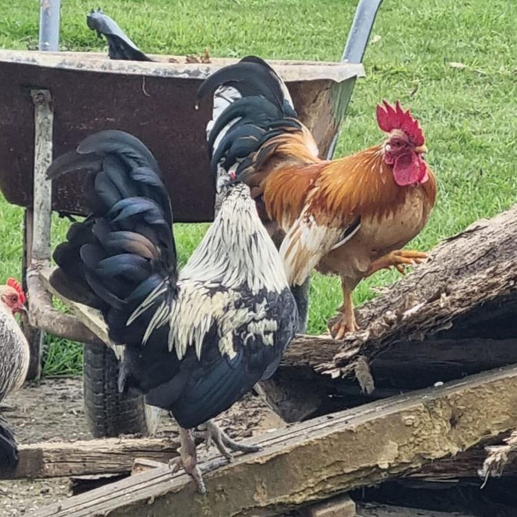 Some of my chickens