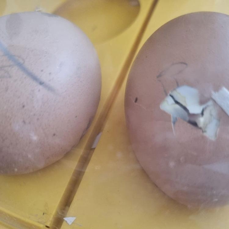 Eggs warming in an incubator