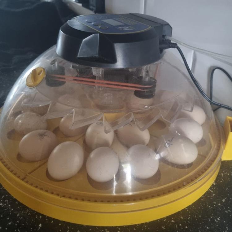 Eggs warming in an incubator