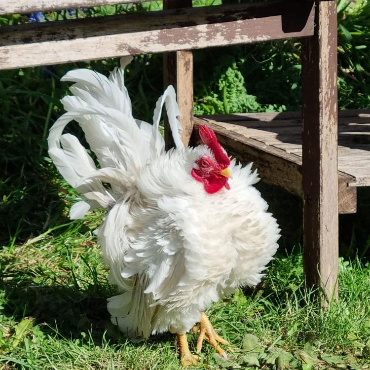 Frizzle Serama Rooster