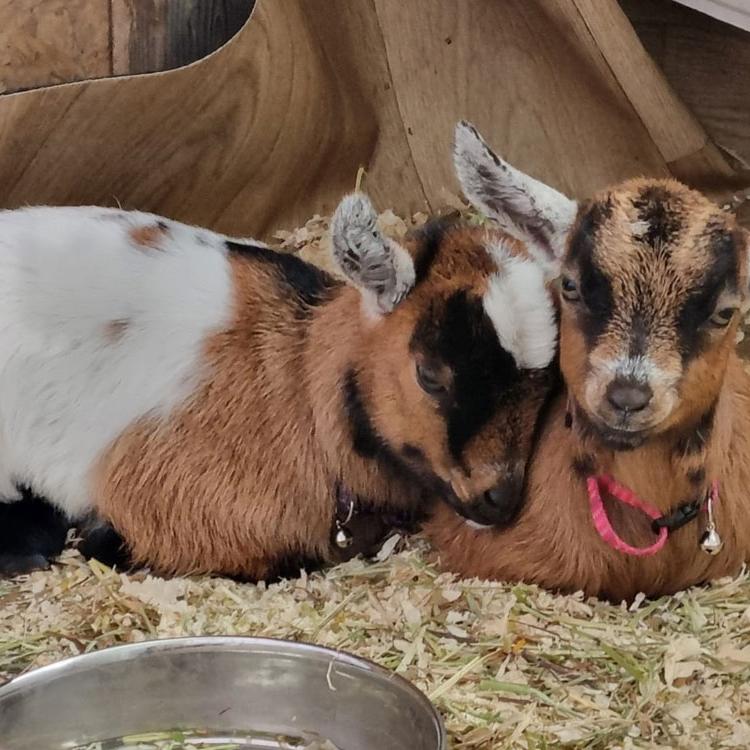 My Pygmy Goats