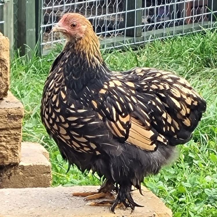 Gold-Laced Pekin Bantams