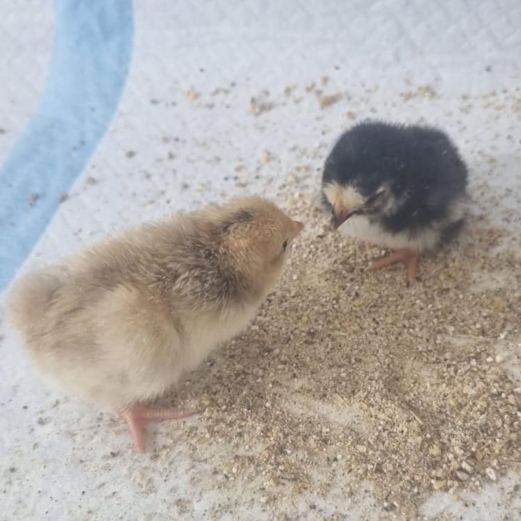 Freshly hatched chicks in an incubator