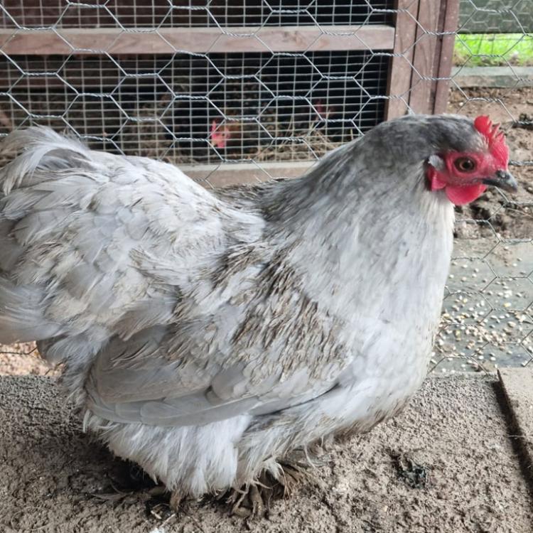 Lavender Pekin Bantam