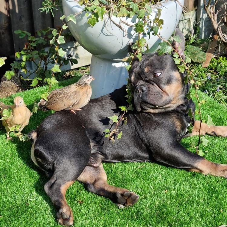 My dog Marcus lying with two chicks