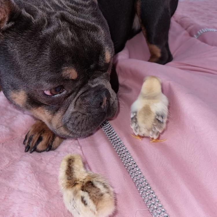 My dog Marcus lying with two chicks