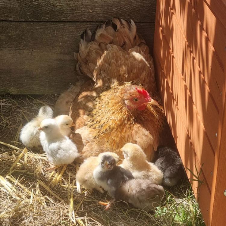 New Hampshire mother with her chicks