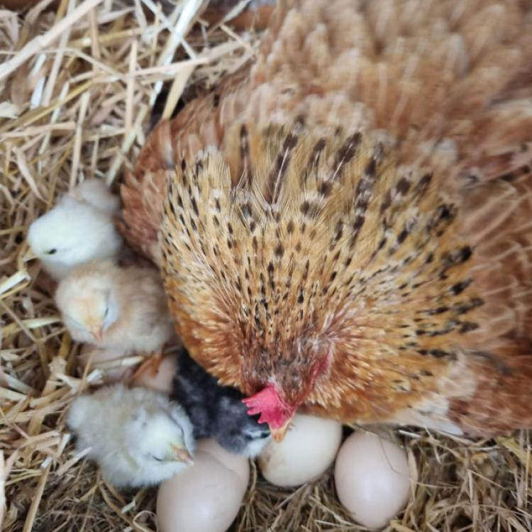 New Hampshire mother with her chicks