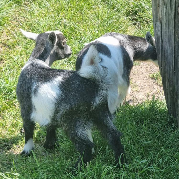 My Pygmy Goats