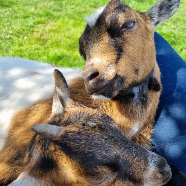 My Pygmy Goats