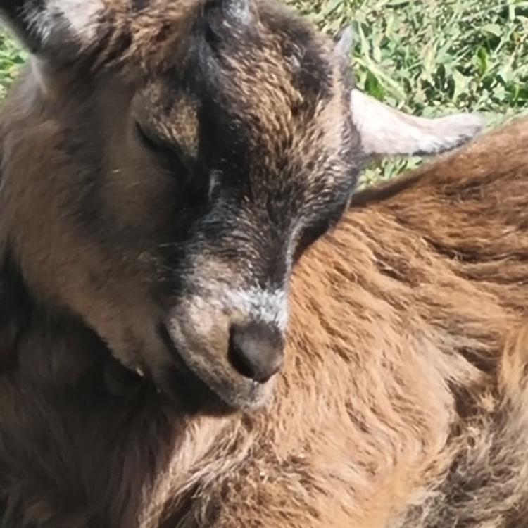 My Pygmy Goats